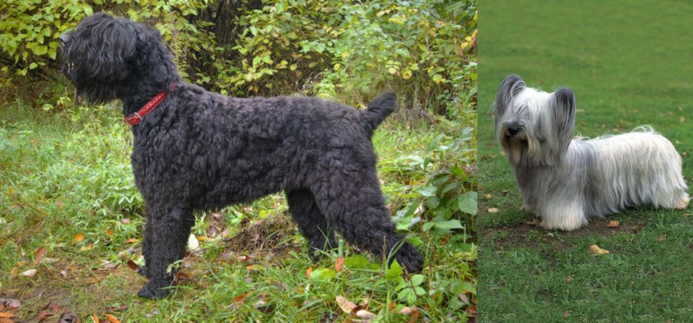 Skye Terrier vs Black Russian Terrier - Breed Comparison