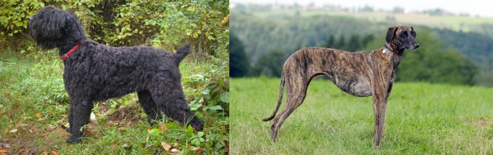 Sloughi vs Black Russian Terrier - Breed Comparison