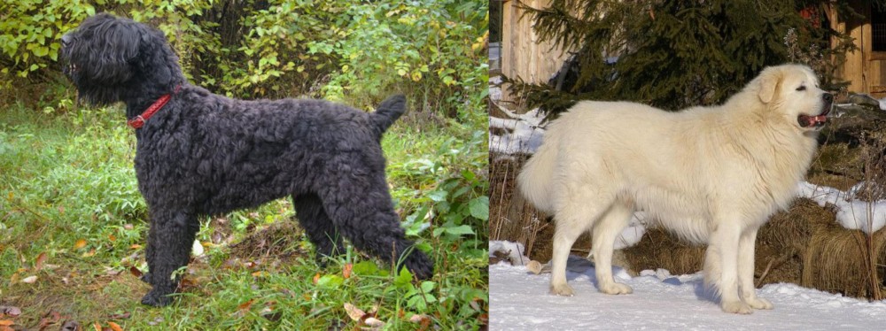 Slovak Cuvac vs Black Russian Terrier - Breed Comparison