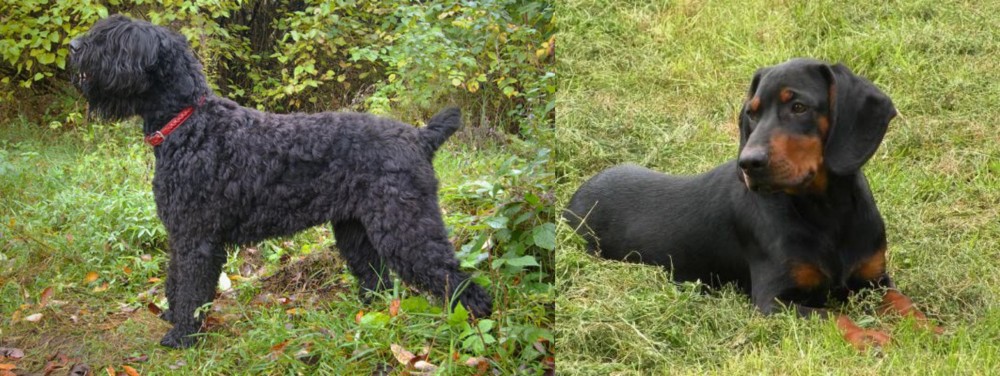 Slovakian Hound vs Black Russian Terrier - Breed Comparison