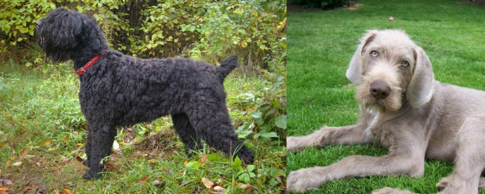 Slovakian Rough Haired Pointer vs Black Russian Terrier - Breed Comparison