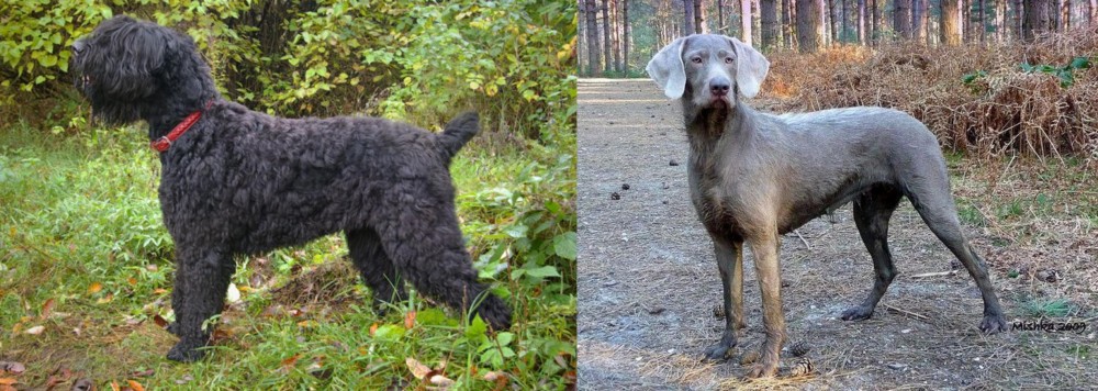 Slovensky Hrubosrsty Stavac vs Black Russian Terrier - Breed Comparison