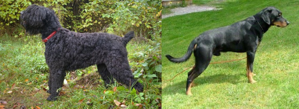 Smalandsstovare vs Black Russian Terrier - Breed Comparison