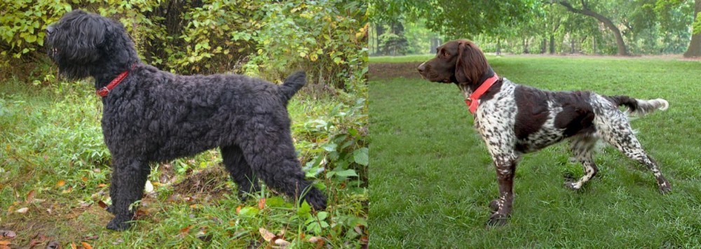 Small Munsterlander vs Black Russian Terrier - Breed Comparison