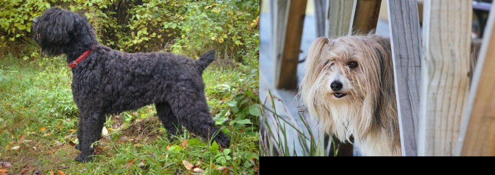 Smithfield vs Black Russian Terrier - Breed Comparison