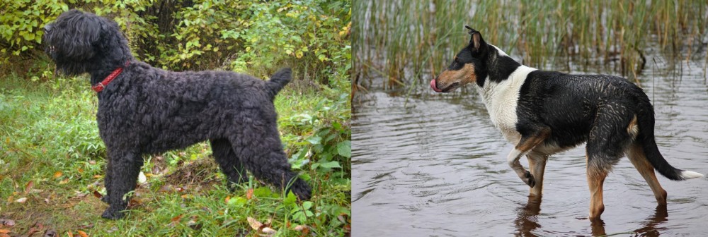 Smooth Collie vs Black Russian Terrier - Breed Comparison
