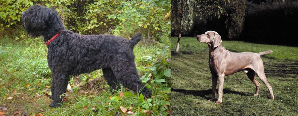Smooth Haired Weimaraner vs Black Russian Terrier - Breed Comparison