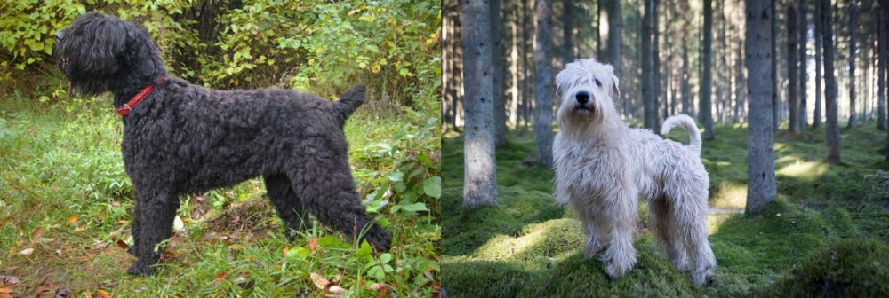 Soft-Coated Wheaten Terrier vs Black Russian Terrier - Breed Comparison