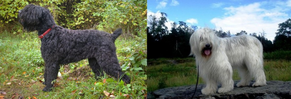 South Russian Ovcharka vs Black Russian Terrier - Breed Comparison
