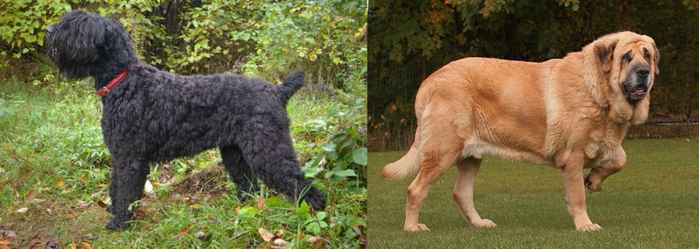 Spanish Mastiff vs Black Russian Terrier - Breed Comparison