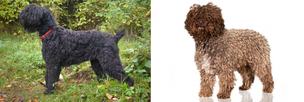 Spanish Water Dog vs Black Russian Terrier - Breed Comparison