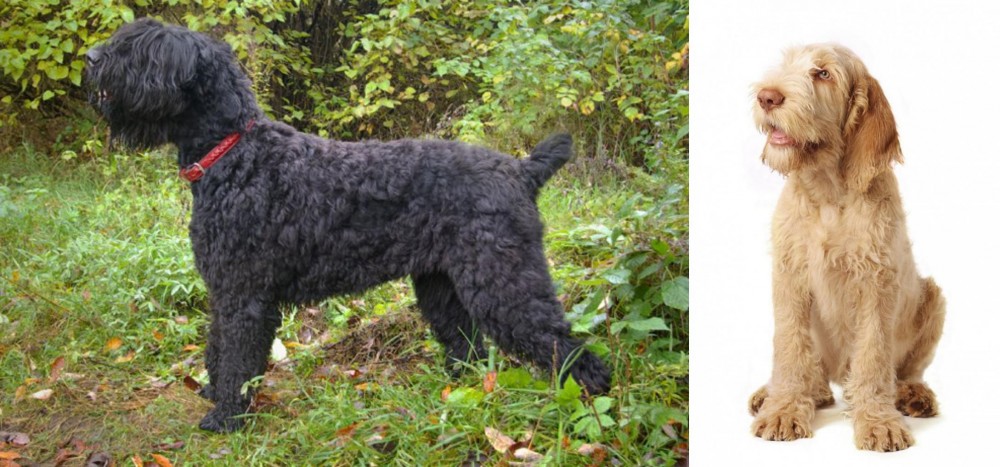 Spinone Italiano vs Black Russian Terrier - Breed Comparison