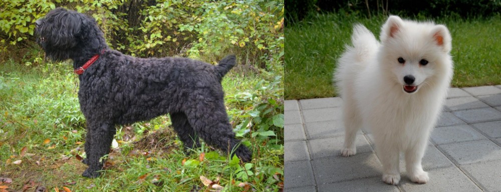Spitz vs Black Russian Terrier - Breed Comparison