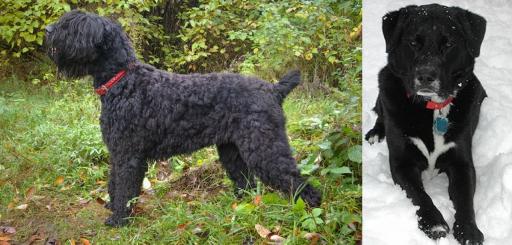 St. John's Water Dog vs Black Russian Terrier - Breed Comparison