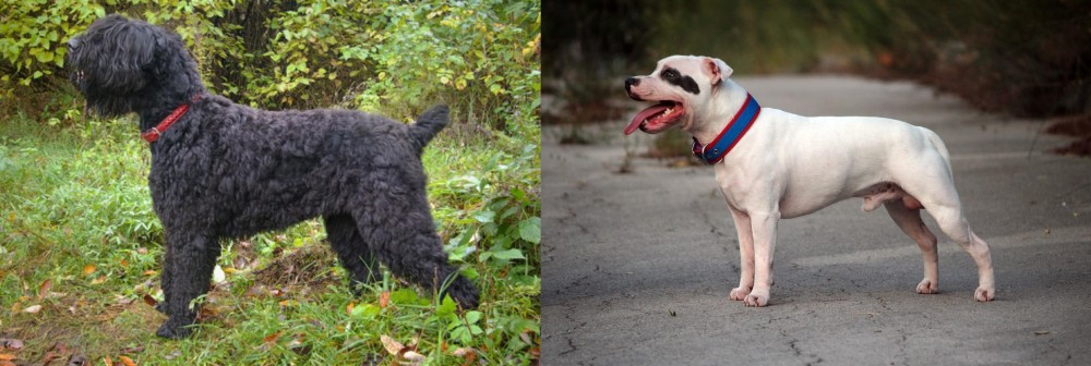 Staffordshire Bull Terrier vs Black Russian Terrier - Breed Comparison