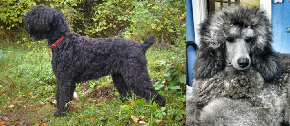 Standard Poodle vs Black Russian Terrier - Breed Comparison