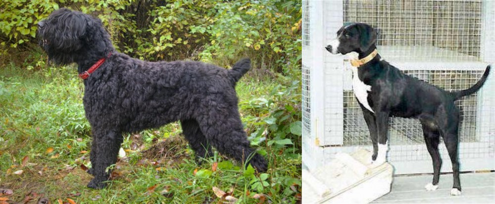 Stephens Stock vs Black Russian Terrier - Breed Comparison
