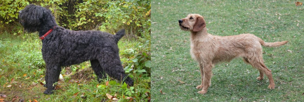 Styrian Coarse Haired Hound vs Black Russian Terrier - Breed Comparison