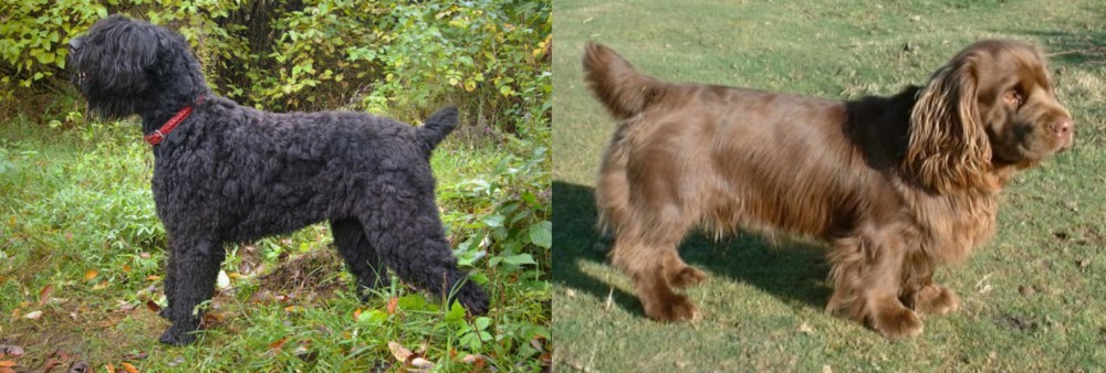 Sussex Spaniel vs Black Russian Terrier - Breed Comparison