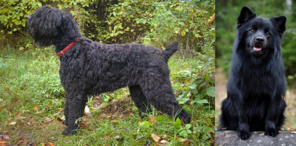 Swedish Lapphund vs Black Russian Terrier - Breed Comparison
