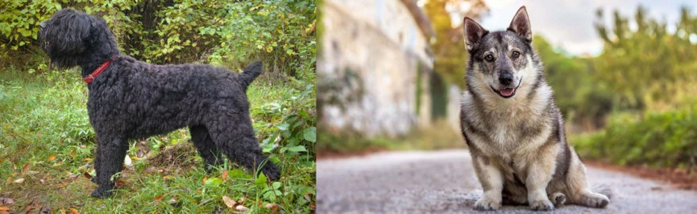 Swedish Vallhund vs Black Russian Terrier - Breed Comparison