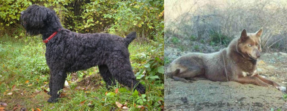 Tahltan Bear Dog vs Black Russian Terrier - Breed Comparison