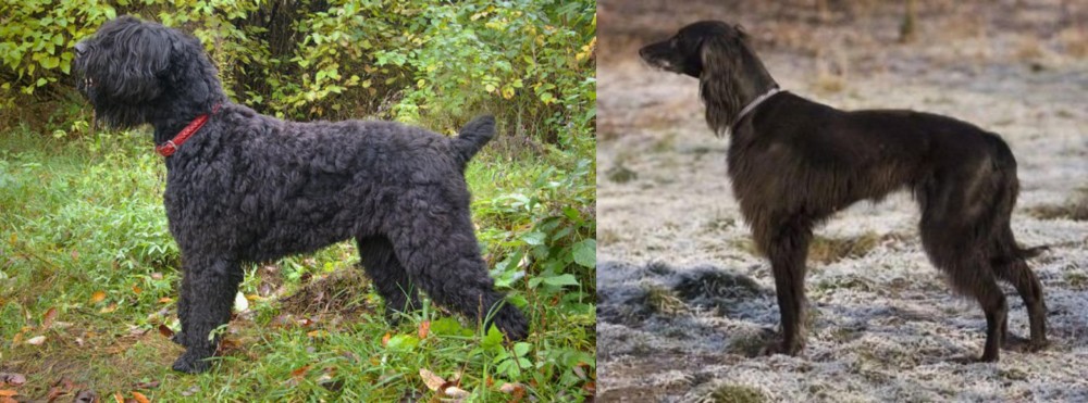 Taigan vs Black Russian Terrier - Breed Comparison