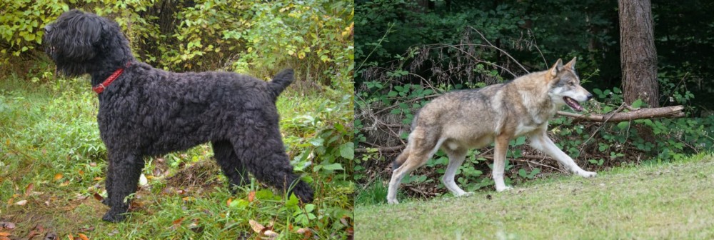 Tamaskan vs Black Russian Terrier - Breed Comparison