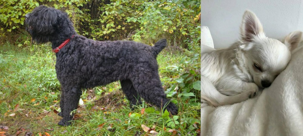 Tea Cup Chihuahua vs Black Russian Terrier - Breed Comparison