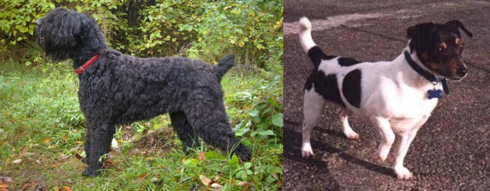 Teddy Roosevelt Terrier vs Black Russian Terrier - Breed Comparison