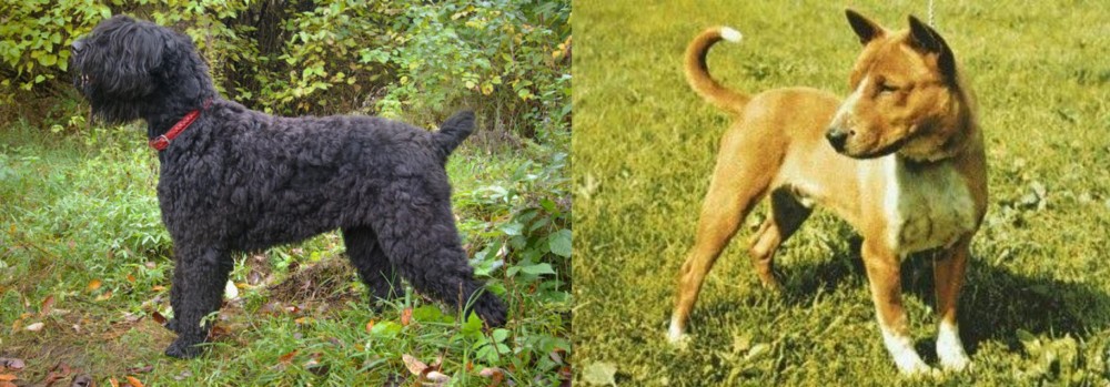Telomian vs Black Russian Terrier - Breed Comparison