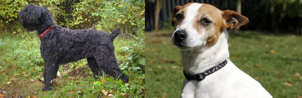 Tenterfield Terrier vs Black Russian Terrier - Breed Comparison