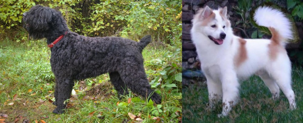 Thai Bangkaew vs Black Russian Terrier - Breed Comparison