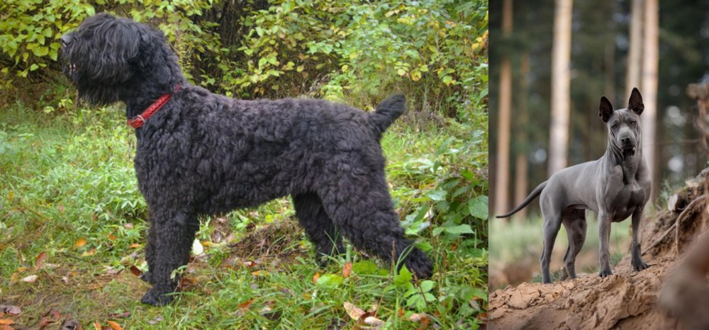 Thai Ridgeback vs Black Russian Terrier - Breed Comparison