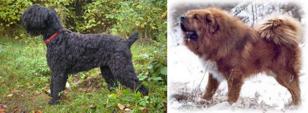 Tibetan Kyi Apso vs Black Russian Terrier - Breed Comparison