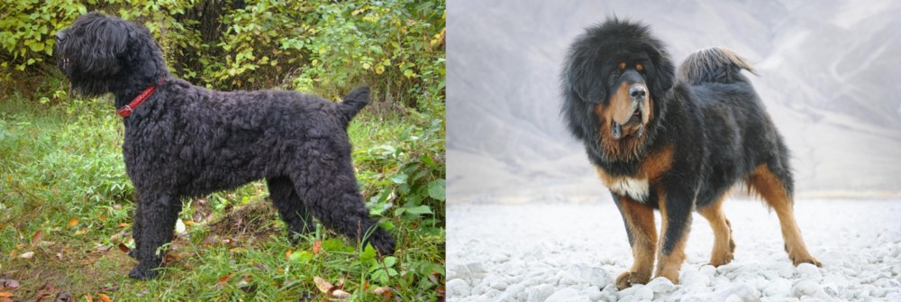 Tibetan Mastiff vs Black Russian Terrier - Breed Comparison
