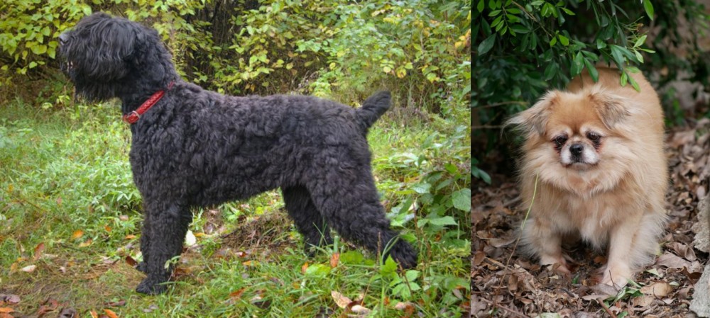 Tibetan Spaniel vs Black Russian Terrier - Breed Comparison