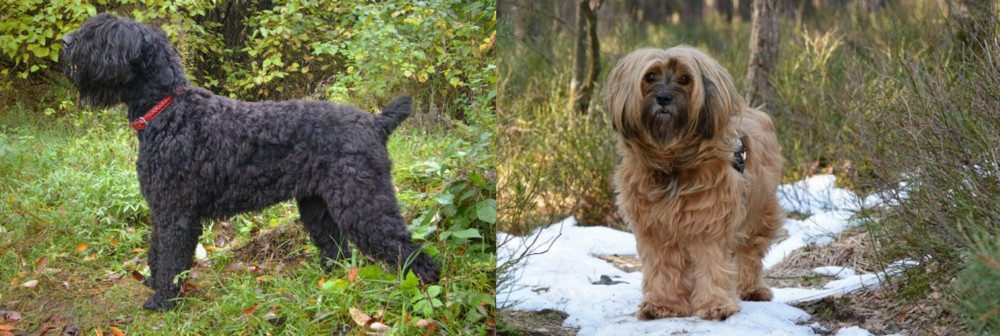 Tibetan Terrier vs Black Russian Terrier - Breed Comparison
