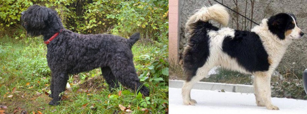 Tornjak vs Black Russian Terrier - Breed Comparison