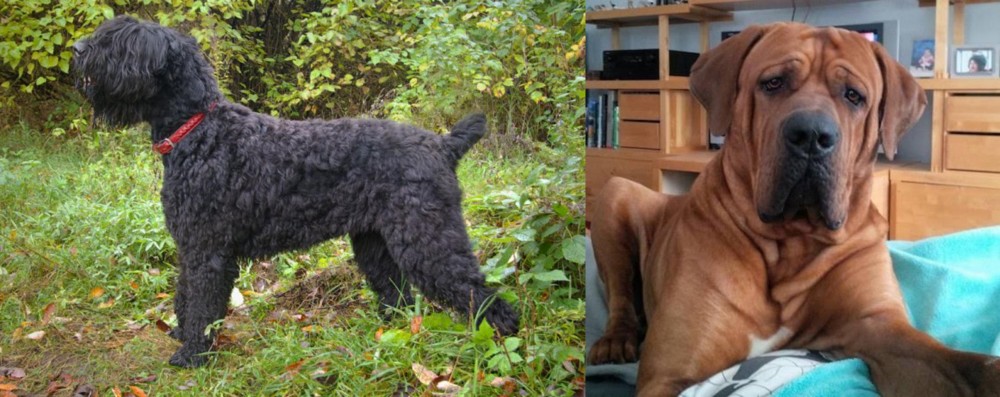Tosa vs Black Russian Terrier - Breed Comparison