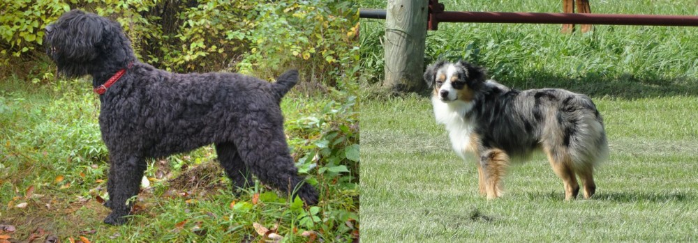 Toy Australian Shepherd vs Black Russian Terrier - Breed Comparison