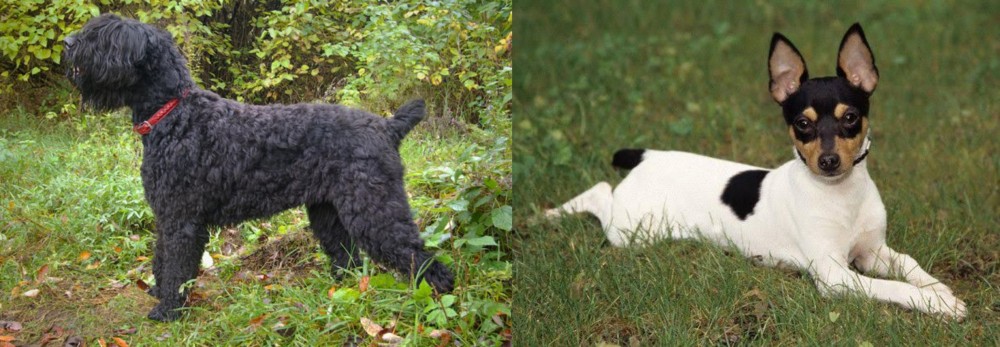 Toy Fox Terrier vs Black Russian Terrier - Breed Comparison