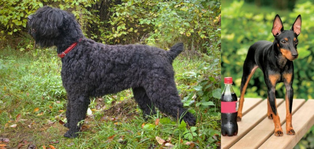 Toy Manchester Terrier vs Black Russian Terrier - Breed Comparison