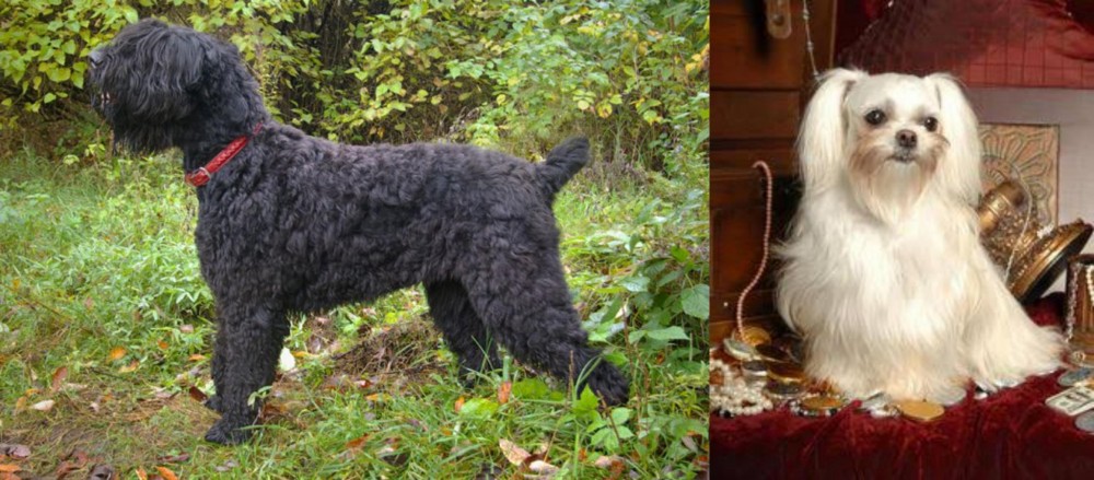 Toy Mi-Ki vs Black Russian Terrier - Breed Comparison