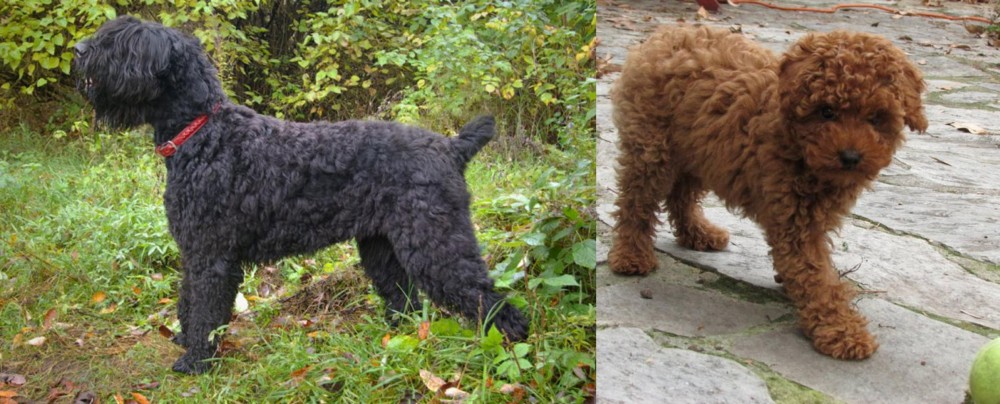 Toy Poodle vs Black Russian Terrier - Breed Comparison