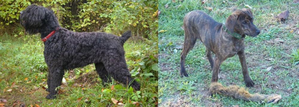 Treeing Cur vs Black Russian Terrier - Breed Comparison