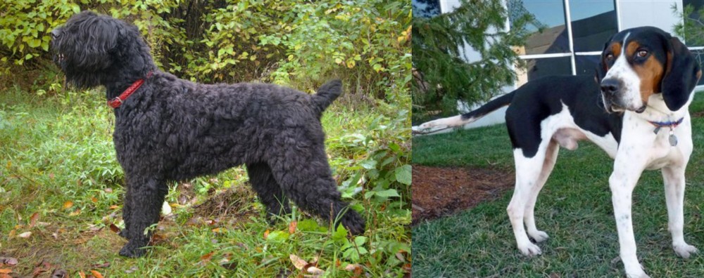 Treeing Walker Coonhound vs Black Russian Terrier - Breed Comparison