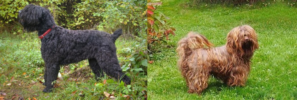 Tsvetnaya Bolonka vs Black Russian Terrier - Breed Comparison