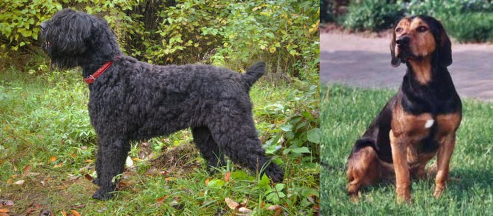 Tyrolean Hound vs Black Russian Terrier - Breed Comparison
