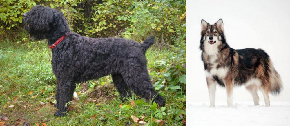 Utonagan vs Black Russian Terrier - Breed Comparison